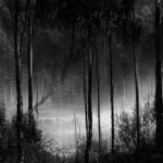tree-nature-forest-branch-light-black-and-white-853850-pxhere.com