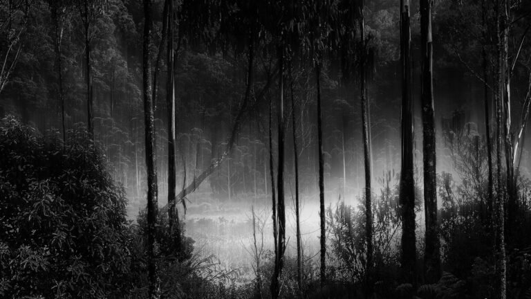 tree-nature-forest-branch-light-black-and-white-853850-pxhere.com